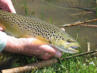 brown trout (51K)